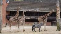 zoo Liberecžirafy
